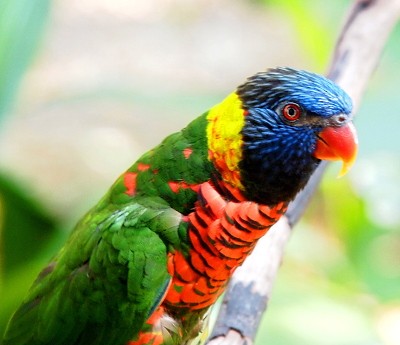 [This bird has a curved orange bill, a blue head, a yelllow neck, an orange stomach, and green on its back and wings. There is a red circle around its eye. This image is a close view of the upper two thirds of the body. The rest of the stick on which it is perched is seen behind the bird.]